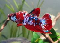Fish Fanatic