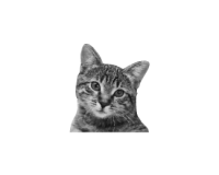 bayu okto saputra avatar