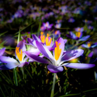 rhnaturestyles avatar