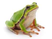 Use My Illusion avatar