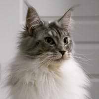 SuperKamiNeko avatar