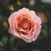 Conaire Hewlett avatar