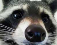 daix maximilien avatar