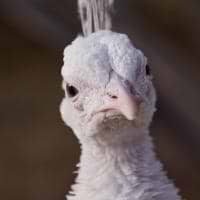 Matthew Welborn avatar