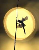 Blomme Sébastien avatar