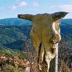 Sebastiano Bellinzis