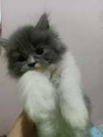 Dimas Arya Kesuma avatar