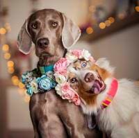 Jasmin Nitezki avatar