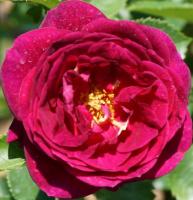 The Copper Hag avatar