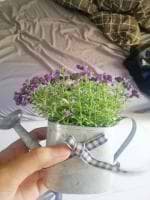 Shariff Brown avatar