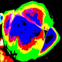 Sakina Masalec avatar