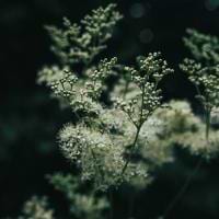 Olli Hackenberg avatar