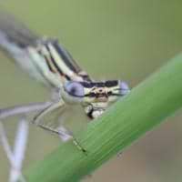 Macromalistic avatar