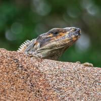 Sunshower Shots avatar