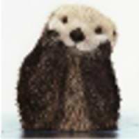 TheOtterKing avatar