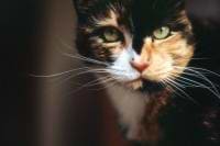 cielo arm pictures avatar