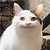 Itazura neko