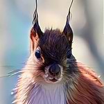 Shroom Squirrel Originals