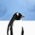 Mr Penguin