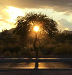 Intelligent Dilettante