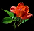 hanif robani