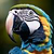 Parroto