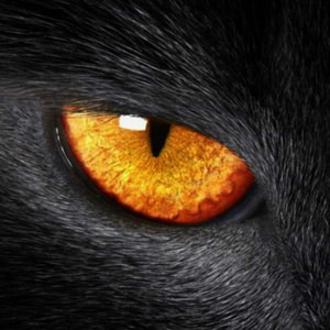 Wolfgang Tretter avatar