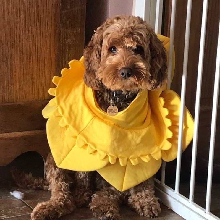 Gethin Owen Hughes avatar