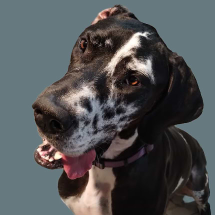 KellysCraftyCanines avatar