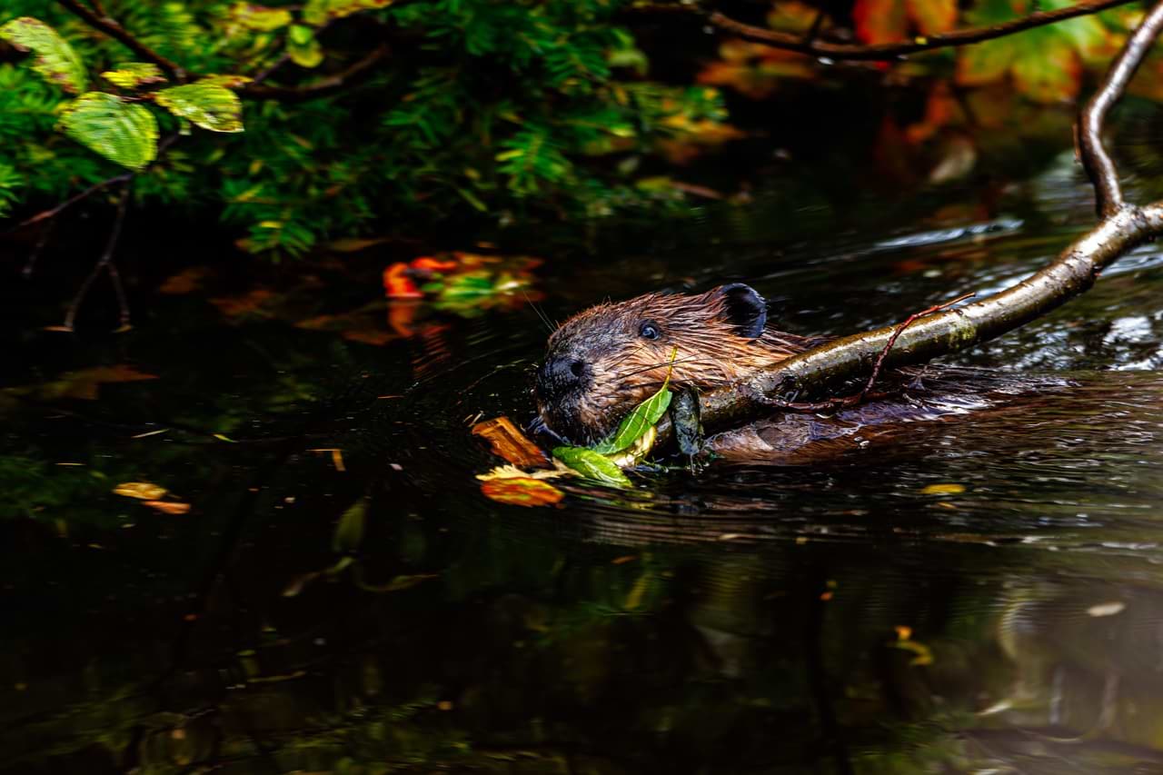 Jean Olivier Roy avatar