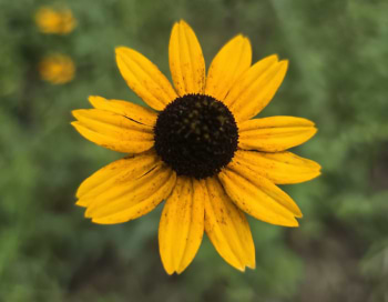 A Blurry Lens Studio avatar