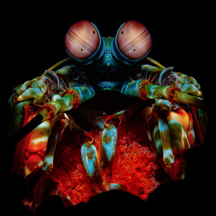 Aliens From The Deep Marco Schulze avatar