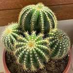 Parodia