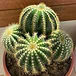 Parodia
