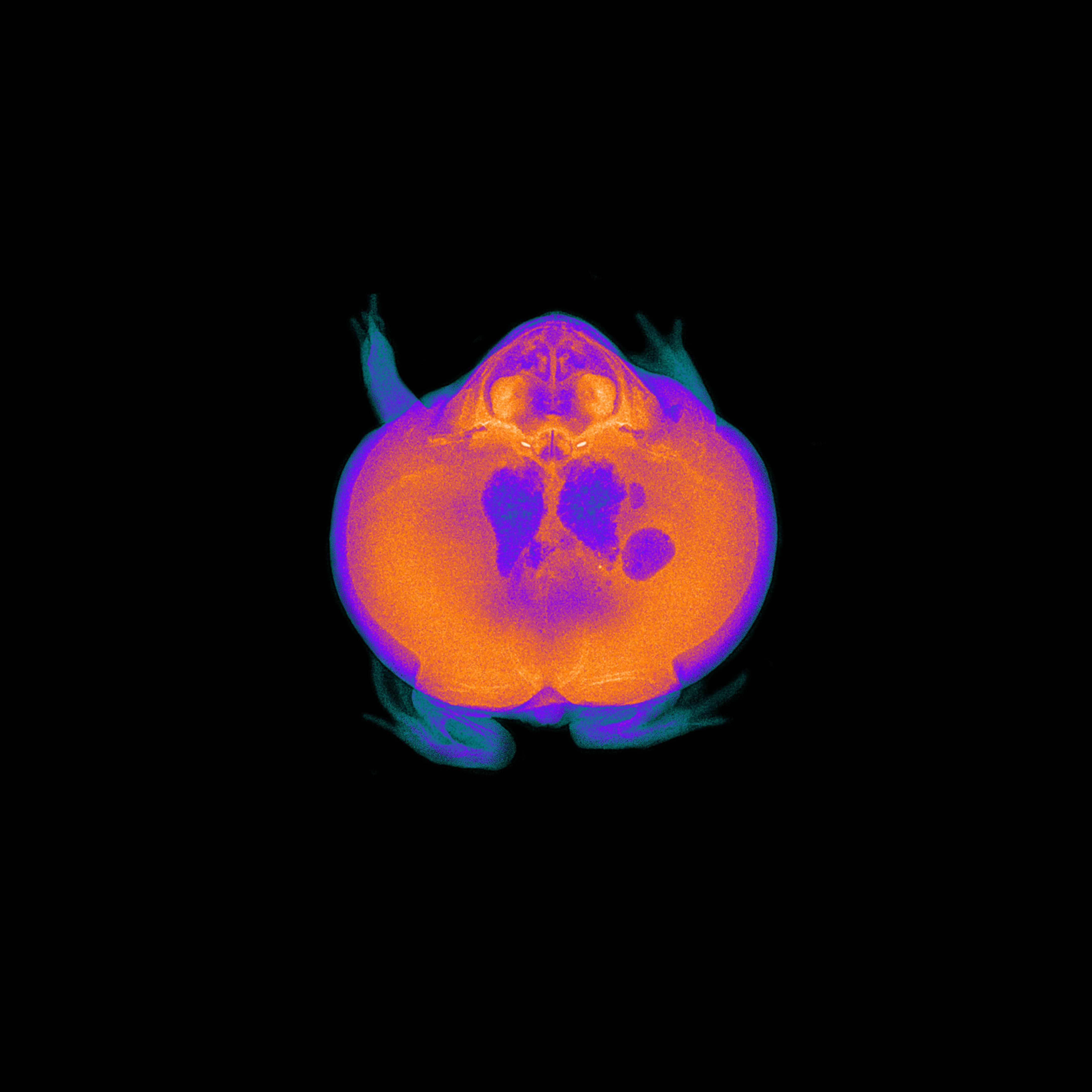 MAB Animal Gallery avatar