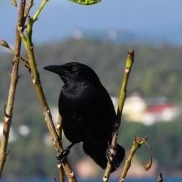 Jean Claude Theas avatar