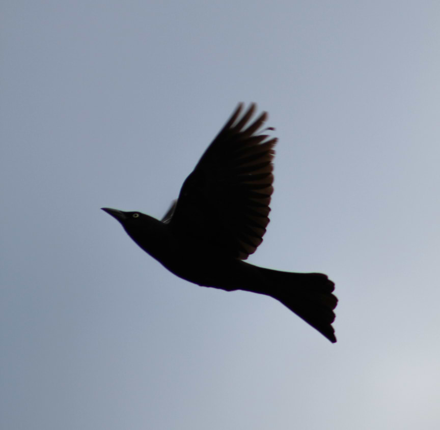 Josh Hoffhines avatar