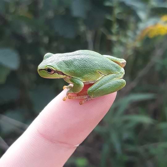 Schlossgespenst avatar
