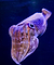 EchoNature