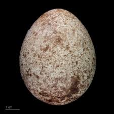 AndiAmboon PRASTIYO avatar