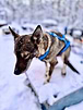 Copper Fox
