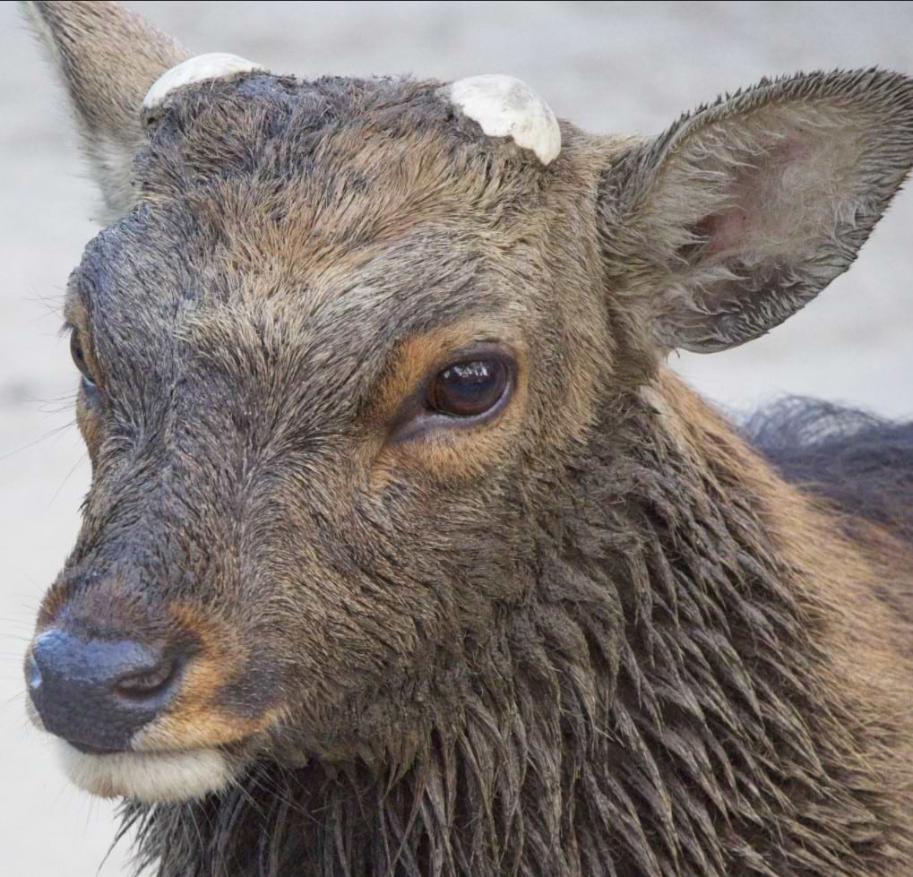 RubberduckzillA123 avatar