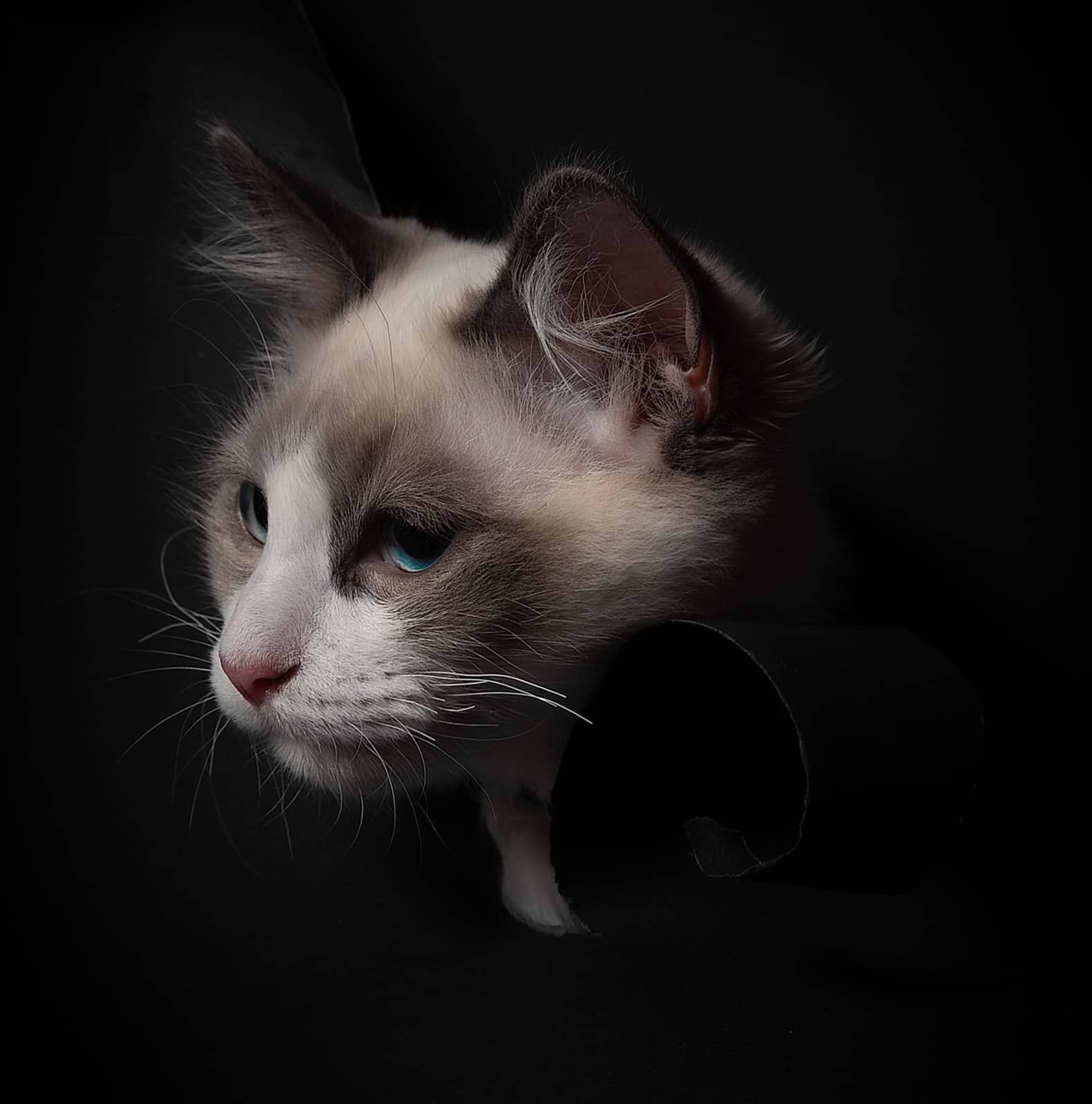 Steele_Photography avatar