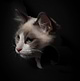Steele_Photography