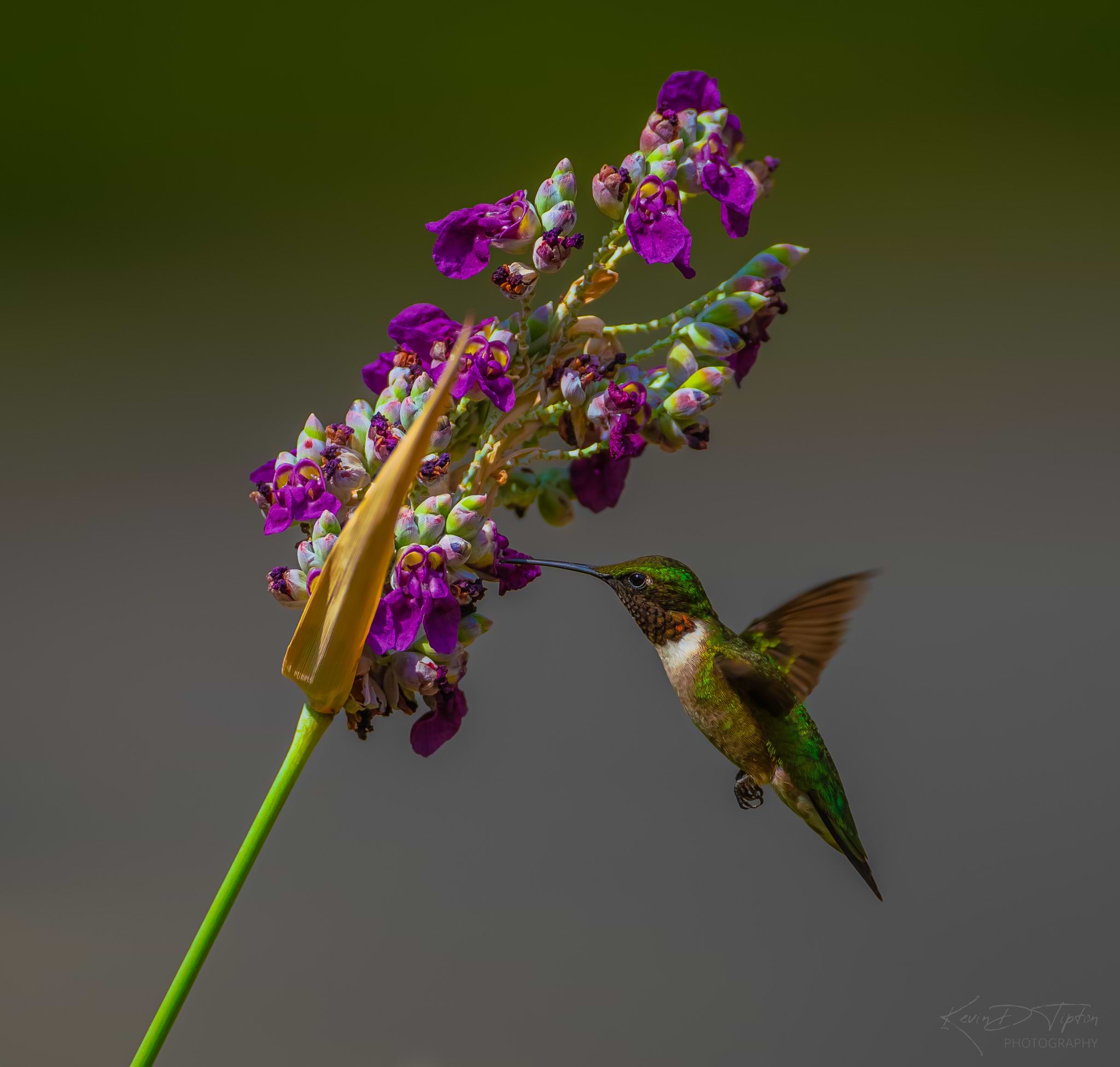 KevinDTiptonPhotography avatar