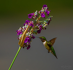 KevinDTiptonPhotography