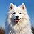 Samoyed