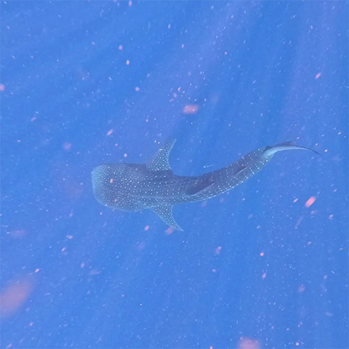 Esteban Viala avatar