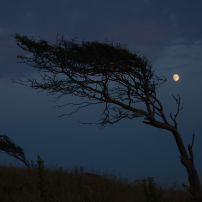 WingItPhotography avatar