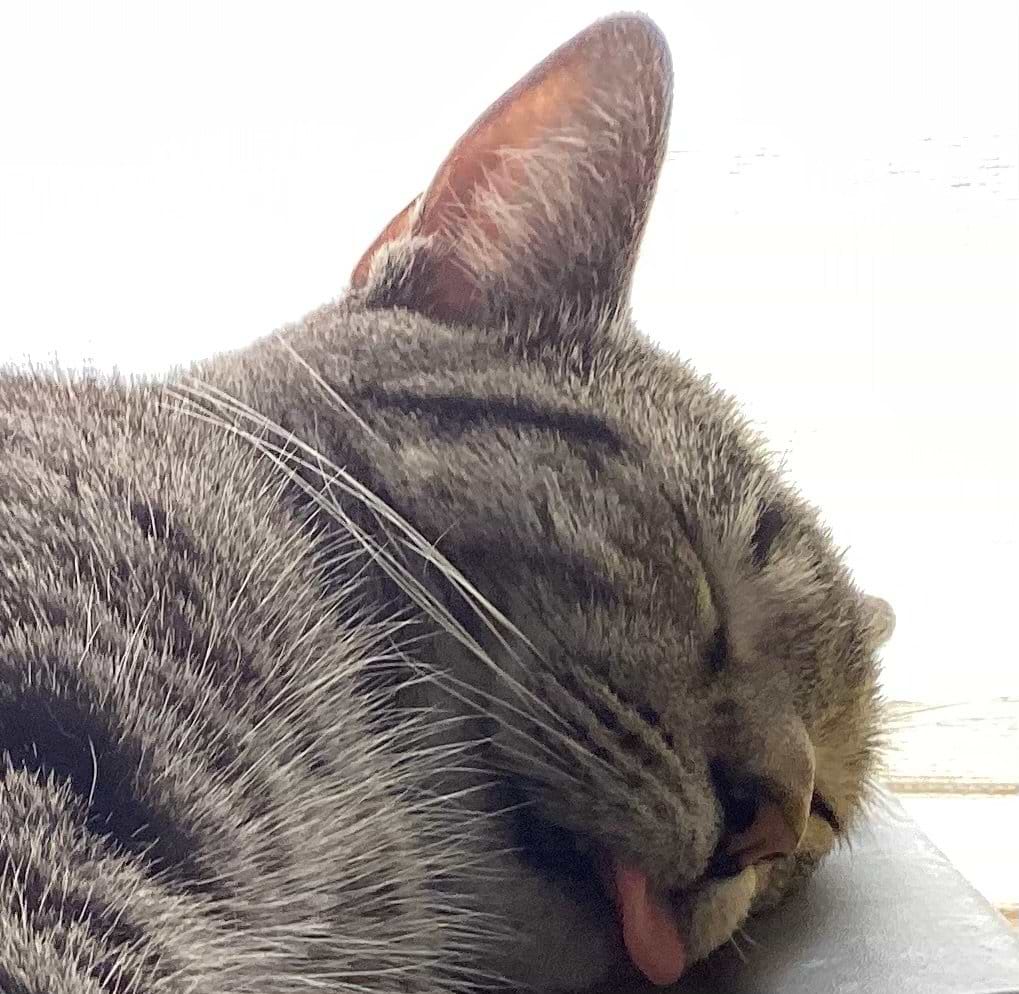 DisSpaceBoy Gabe avatar